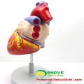 HEART04 (12480) Modelo anatómico del corazón humano de ciencia médica